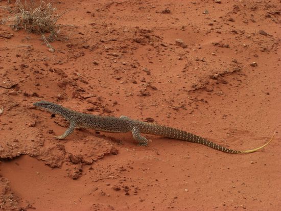 Diese schöne Lizard begegnete uns in der Nähe der Redbank Gorge