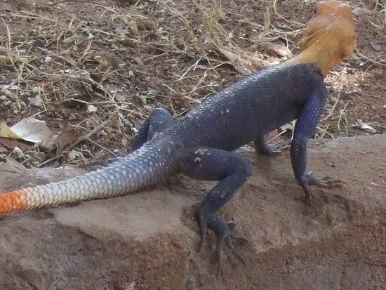 ein Gecko (ca. 30cm lang)