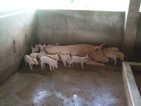 eine von ca. 10 Säuen. Die Ferkel sind 7 Tage alt.