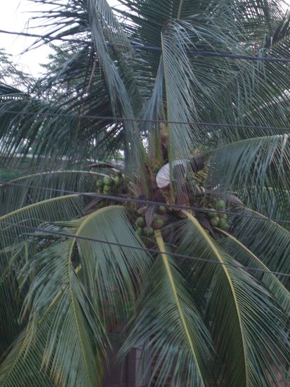 barfuss hochgekraxelt und Kokosnuesse auf die Strasse gepfeffert nachdem er sie mit dem Saebel abgehackt hatte. Irre...