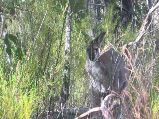 Unser erstes Kangoroo...