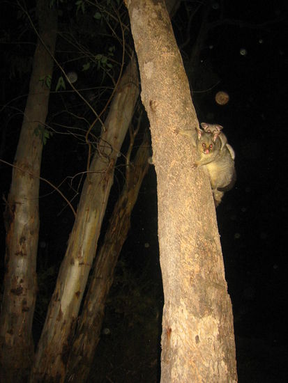 Oppossums-Unsere nächtlichen Schlafräuber, hier mit Anhang