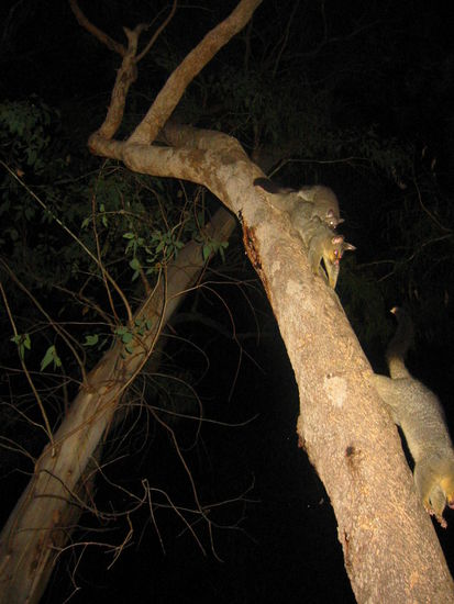Hier beim nächtlichem Revierkampf- ziemlich laut
