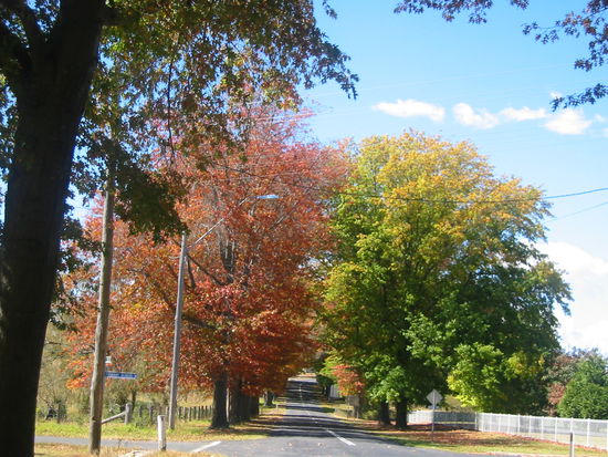 Herbst ist hier ziemlich einseitig
Strasse in Tenterfield