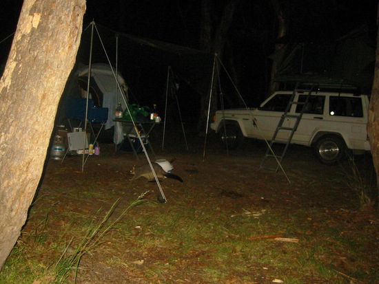 Ziemlich dreist die kleinen Biester