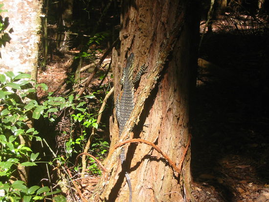 Ich glaub das ist ein Iguana...