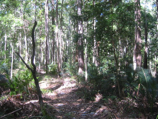 Walktrack durch den Regenwald