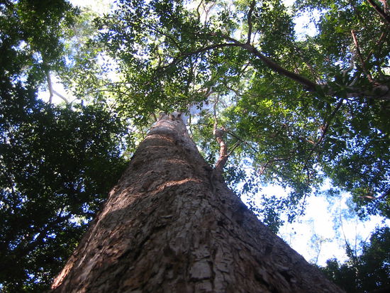 Diese Bäume werden bis zu 70 m hoch...