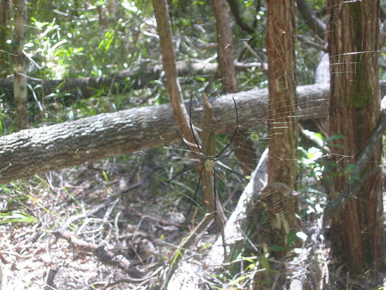 Mal wieder ein niedliches Dschungelgeschöpf, das uns den Weg versperrte...