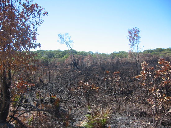 Kurz nach einem Buschbrand, hat sogar noch gequalmt
