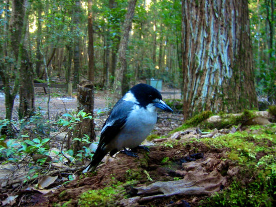 Unser morgendlicher Besucher