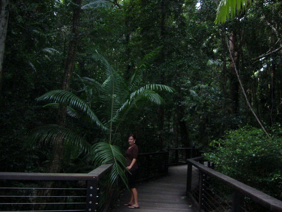 Rainforest