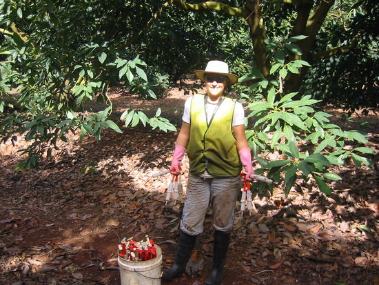 Bewaffnet für den nächsten Avocadobaum