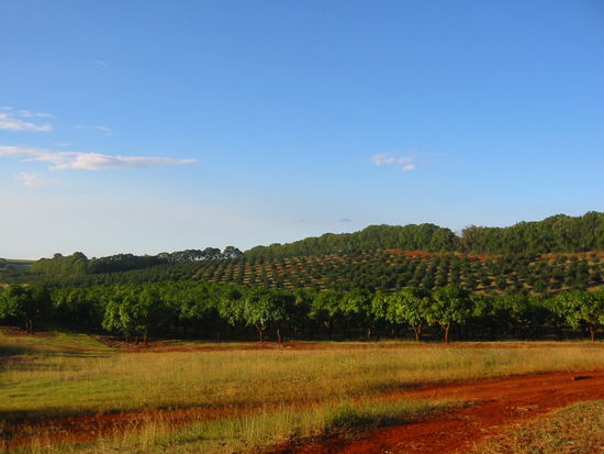 Eines von vielen Avocado-Feldern (im Vorder- und Hintergrund), vor allem bergauf sehr schweisstreibend!