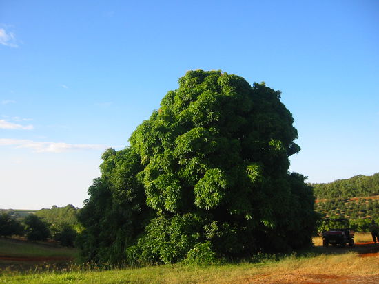 Überdimensionaler Mango-Baum