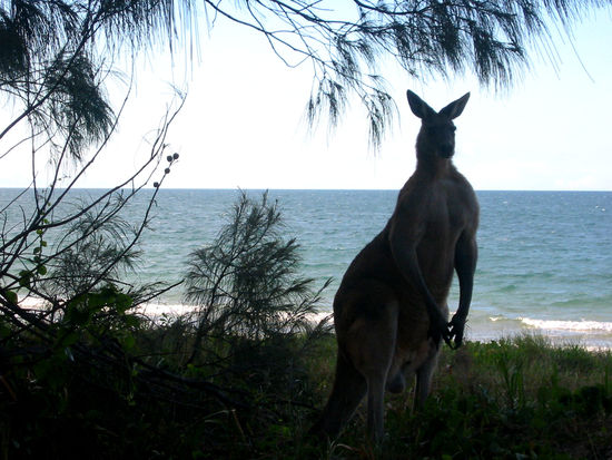 Joey- das Riesenkangoroo
Echt ein stämmiges Kerlchen...