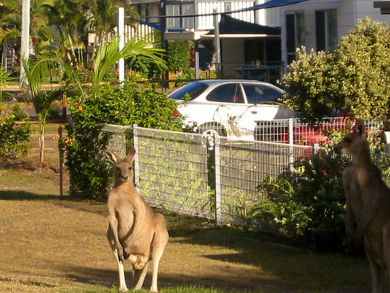 ...in Woodgate in fast jedem Vorgarten zu finden