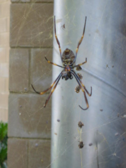 Hier eines des Stadtbewohner...