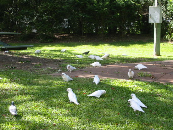 Im Park Kakadus wo das Auge hinreicht...