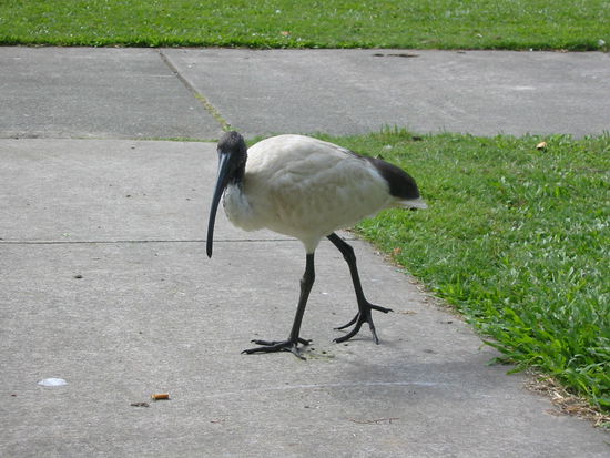 und diese Langschnäbel
