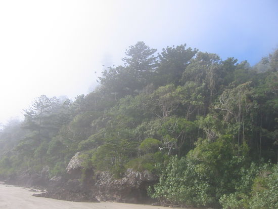Erster Morgen im Cape Hillsborough Nationalpark, mit Nebel am Strand
