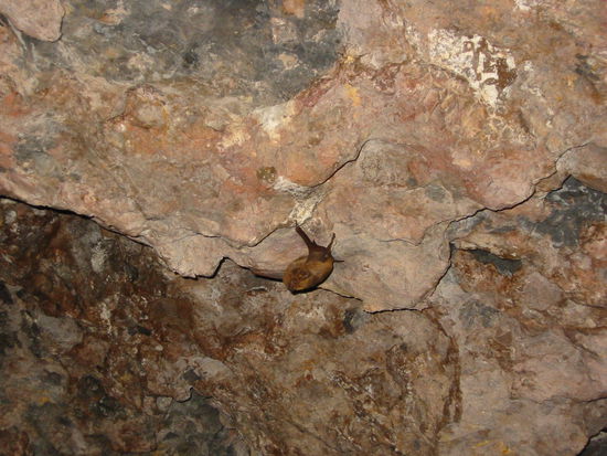 Höhle mit ganz vielen "Bats"
