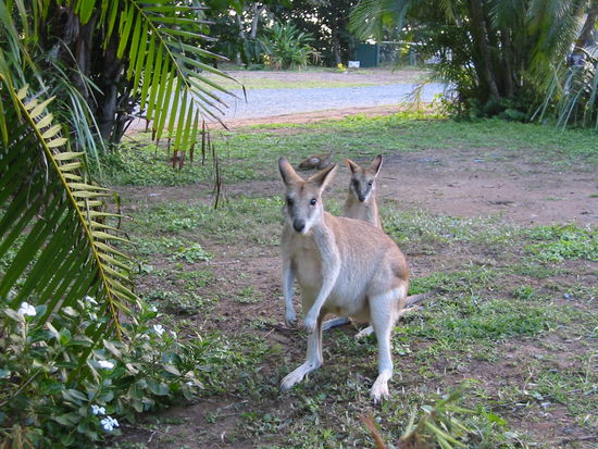 Guckst du noch immer???