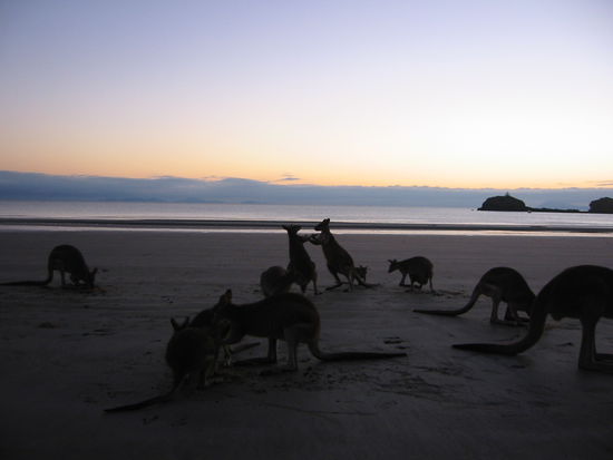 ...aber für ein paar kämpfende Wallabies am Strand nimmt man so einiges auf sich