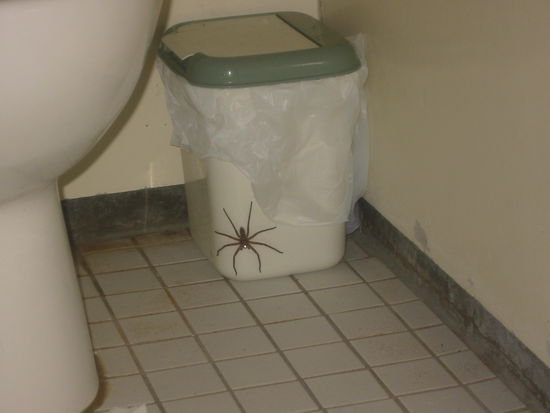 Auf dem Damenklo...bereits paketfertig für Sarina