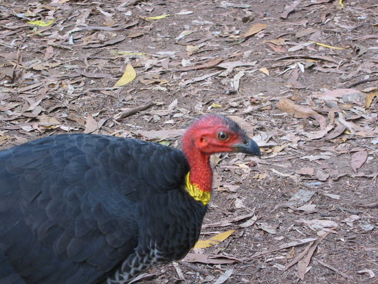 Du bist Deutschland....