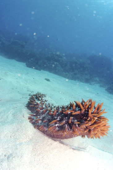 Seegurke, fühlt sich an wie ein Schwamm