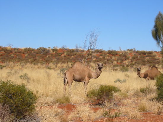 Mitten am Highway in freier Wildbahn