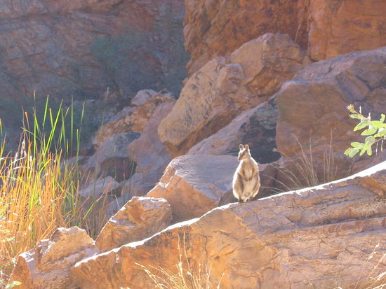 Schwarzfüssiges Rockwallabie