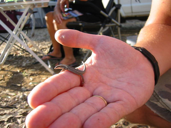 Unser Untermieter der letzten Nacht