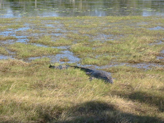 ...mit grossem Saltie!