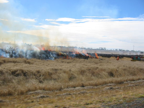 Australische Art des Rasenmähens