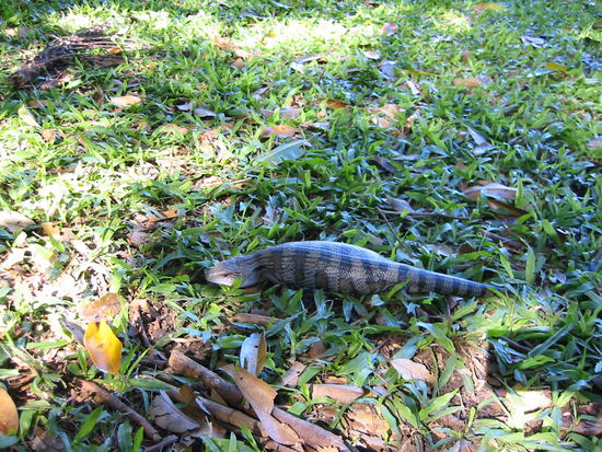 Blue-tongue Lizard