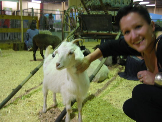 Ziegenbock und Ziege