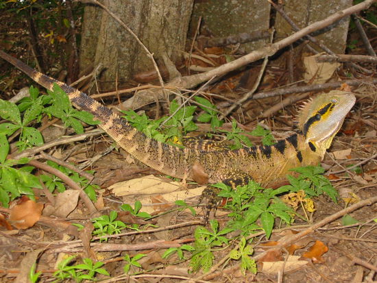 Diesen Kollega nennt man hier Lizzard und man sieht sie wirklich überall