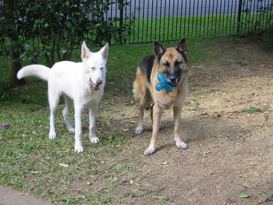 Hier die Wachhunde während ihrer Mittagspause
