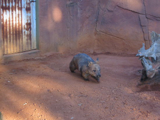 Kuscheliger Wombat