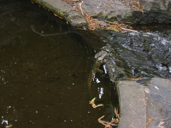 Der Kollege brauchte wohl ne Abkühlung- haben hier mittlerweile auch schon mal 37 Grad gehabt!!!