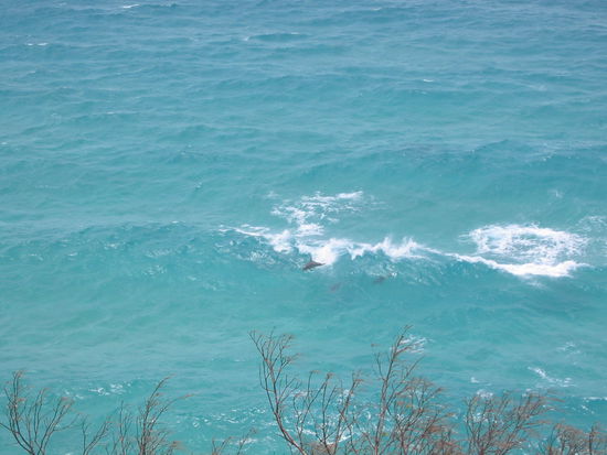 ...nagut, eins noch....ein kleines Suchbild:
Wer findet den Delfin?