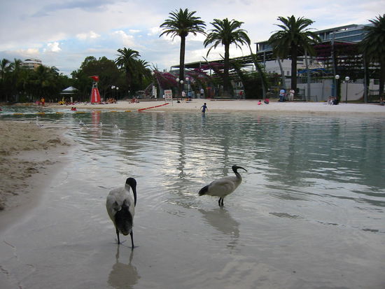 Cleanpark für Mensch und Vogel in Southbank