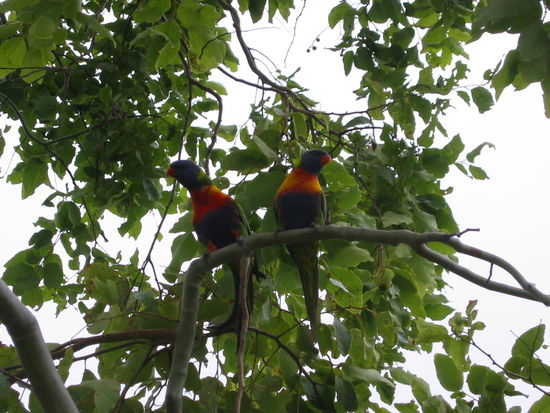 Hier ein paar Loriceets oder Rosellas oder so ähnlich