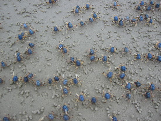 gaaaaanz viele Killercrabs