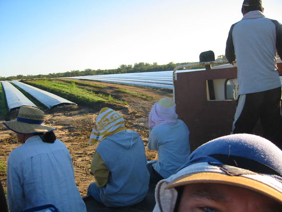 Auf der Ladefläche geht´s zum Feld