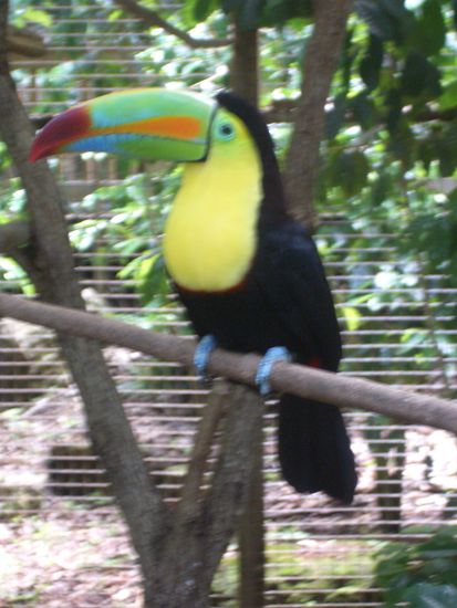 Quetzal - Einheimischer Vogel Honduras