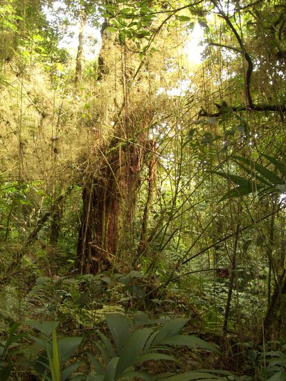 Monteverde Nationalpark