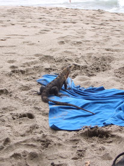Leguan in Manuel Antonio
